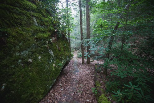 A serene forest path winding between moss-covered rocks and lush greenery, with fallen leaves scattered on the ground.