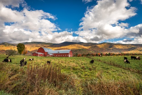 A red barn surrounded by grazing cows, with colorful autumn mountains and a blue sky in the background.
