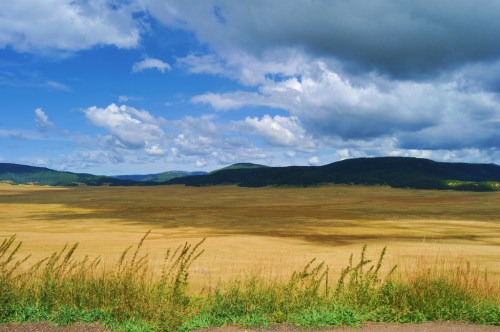 A vast, golden field under a blue sky with fluffy clouds and distant green hills.