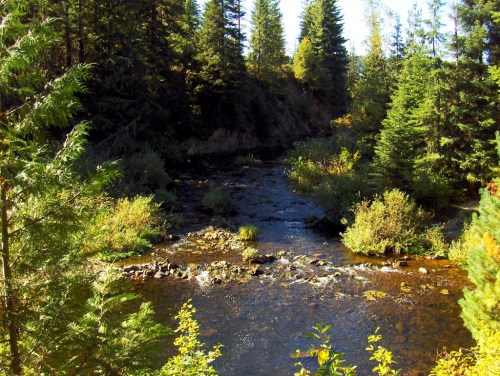 A serene river flows through a lush forest, surrounded by green trees and vibrant foliage under a clear blue sky.