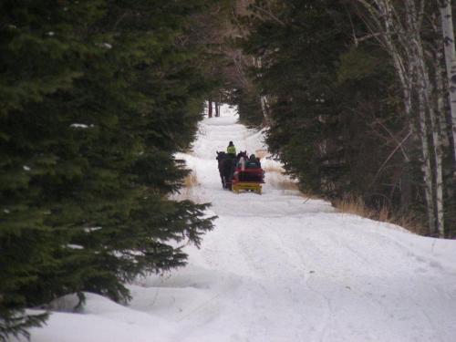 A horse-drawn sleigh travels down a snowy path lined with trees.