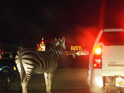 A zebra stands beside a car at night, with colorful holiday lights glowing in the background.