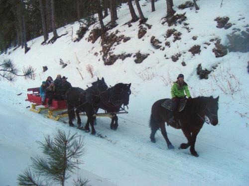 A horse-drawn sleigh with passengers travels through a snowy forest, surrounded by tall trees.