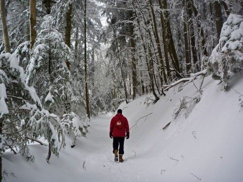A person walks along a snowy trail surrounded by tall, snow-covered trees in a winter forest.