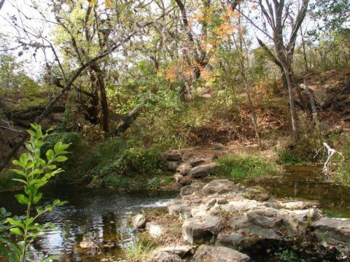 A serene forest scene with a calm stream, surrounded by trees and rocky banks, showcasing autumn foliage.