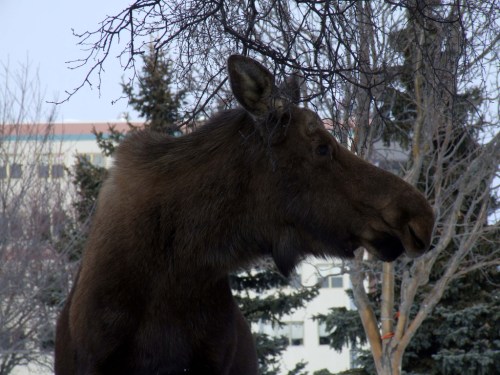 A moose stands among trees, with a building visible in the background, showcasing its profile against a winter sky.