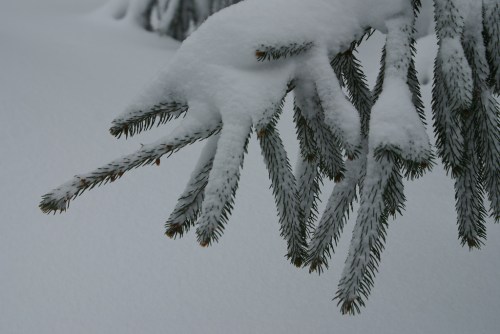 A close-up of a snow-covered pine branch against a white snowy background.