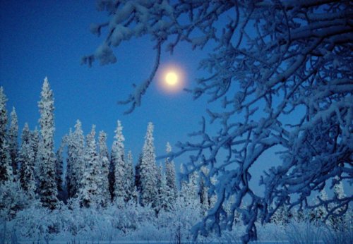 A serene winter scene with snow-covered trees under a bright full moon in a clear blue sky.