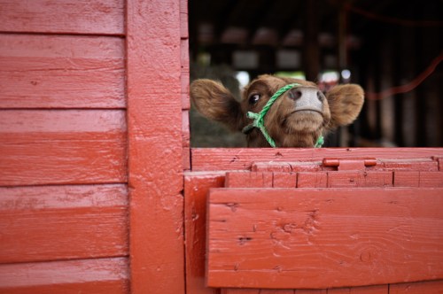 A curious calf peeks out from a red barn, wearing a green halter.