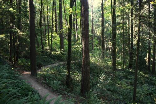 A winding dirt path through a lush green forest with tall trees and ferns. Sunlight filters through the leaves.