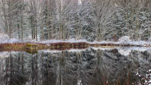 A serene winter scene with a still pond reflecting snow-covered trees and frosty vegetation.