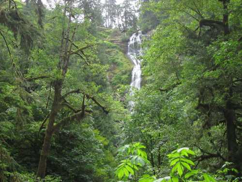 A serene waterfall cascades down a lush, green forest surrounded by tall trees and vibrant foliage.