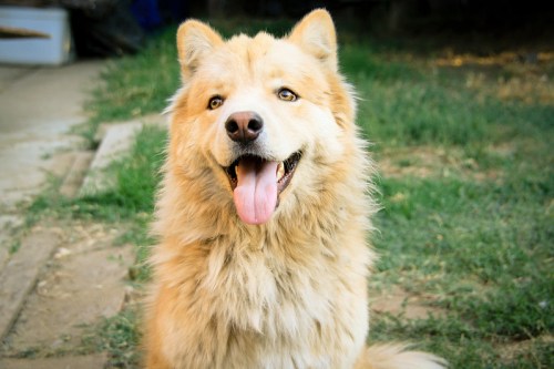 A fluffy, light-colored dog with a happy expression sits on grass, tongue out and looking at the camera.