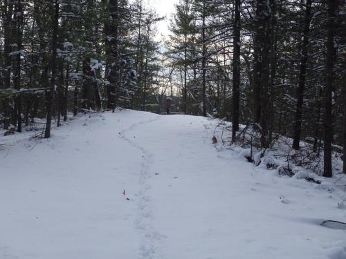 A snowy path winding through a forest of tall trees, with footprints leading into the distance.