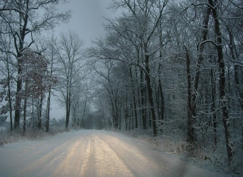 A snowy road lined with trees, creating a serene winter landscape under a gray sky.