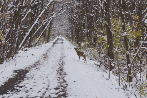 A deer stands beside a snow-covered path in a forest, surrounded by trees blanketed in fresh snow.