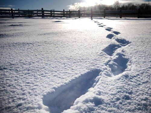Footprints in fresh snow lead across a winter landscape, with a fence and sunlight in the background.