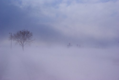 A lone tree stands in a snowy landscape, shrouded in fog under a cloudy sky.