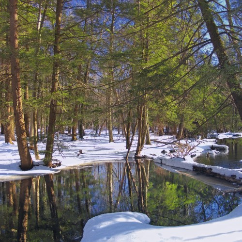 A serene winter landscape with snow-covered ground, tall trees, and a calm, reflective stream.