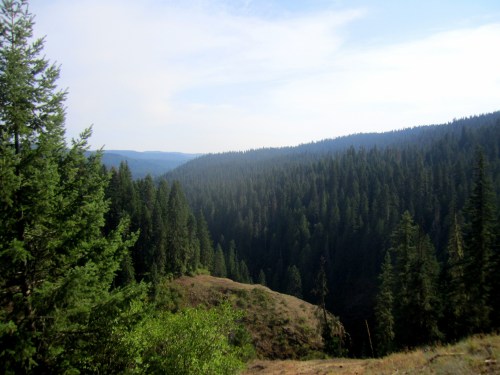 A panoramic view of a lush green forest with rolling hills under a clear blue sky.
