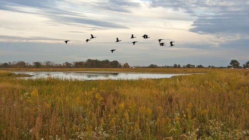 A serene wetland scene with a pond and a flock of birds flying overhead against a cloudy sky.