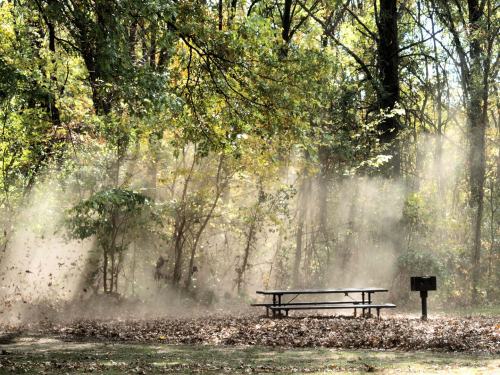 A picnic table surrounded by trees, with sunlight filtering through dust and fallen leaves in a serene outdoor setting.