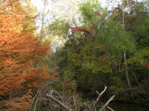 A serene forest scene with vibrant autumn foliage and a small creek surrounded by trees.