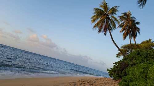 A serene beach scene with palm trees, gentle waves, and a clear sky.