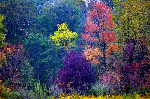 A vibrant forest scene showcasing trees in shades of green, yellow, orange, red, and purple during autumn.