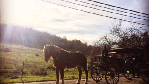 A horse stands beside a carriage on a road, with a sunny landscape and trees in the background.