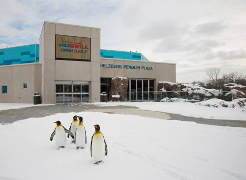 Four penguins stand in front of the Helzberg Penguin Plaza, surrounded by snow and rocky terrain.