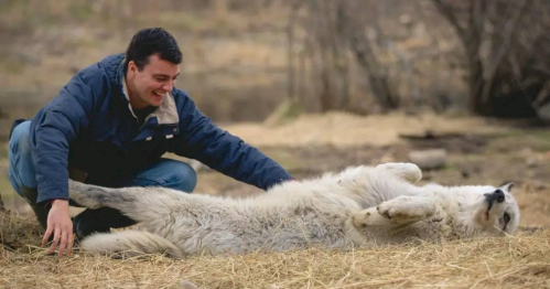 A man playfully interacts with a relaxed wolf lying on its back in a natural setting.