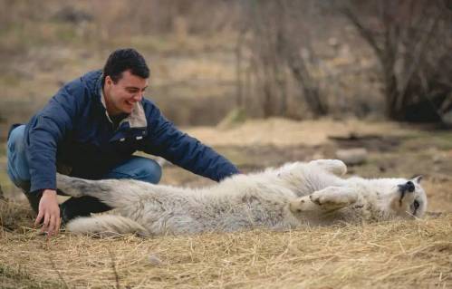A man playfully interacts with a relaxed wolf lying on its back in a natural setting.
