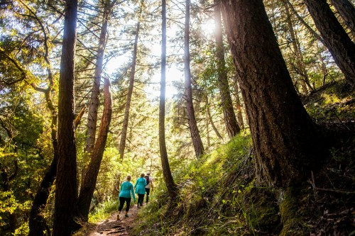 Two people walk along a sunlit forest trail, surrounded by tall trees and lush greenery.