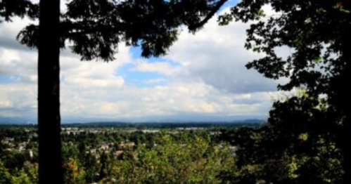 A scenic view of a green landscape with trees and clouds in the sky, framed by branches in the foreground.