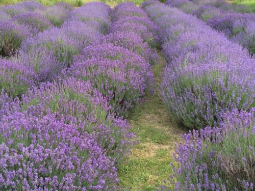 A vibrant field of blooming lavender plants in rows, creating a beautiful purple landscape.