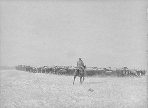 A cowboy on horseback leads a herd of cattle through a snowy landscape.