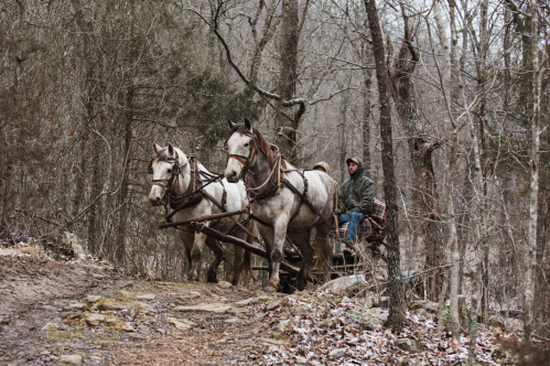 A man drives a horse-drawn cart along a snowy, wooded path, surrounded by bare trees.