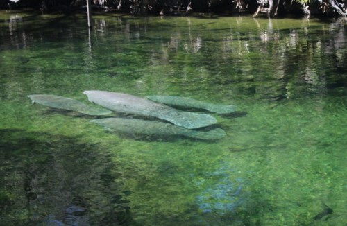 A serene underwater scene showing manatees resting on the sandy bottom of a clear, greenish water body.