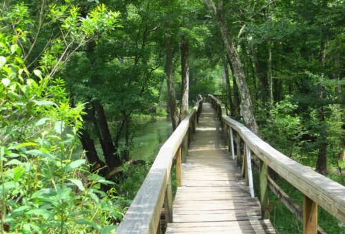 A wooden boardwalk winding through a lush green forest with trees and water visible in the background.