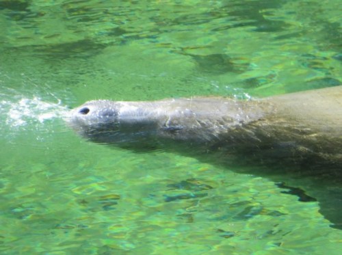 A manatee surfaces in clear water, blowing a spray of air from its nostrils.