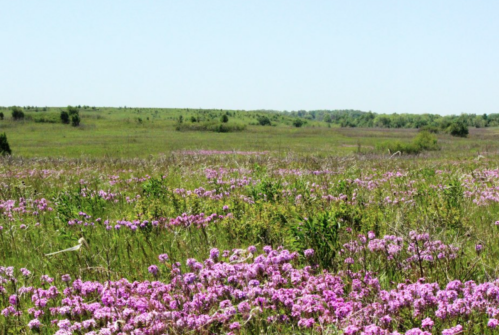 A vibrant field of pink flowers stretches across a green landscape under a clear blue sky.