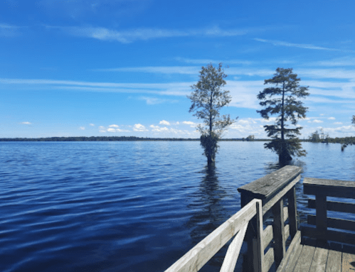A serene lake view with trees rising from the water under a clear blue sky and scattered clouds.
