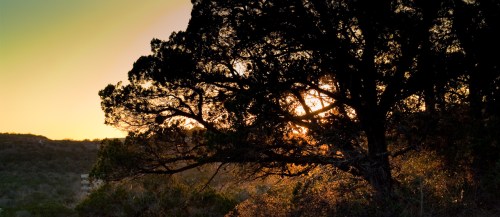 Silhouette of a tree against a sunset, with warm light filtering through the branches in a serene landscape.