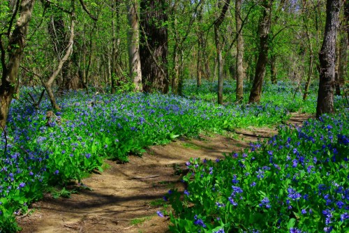 A winding path through a vibrant forest filled with blooming blue flowers and lush green foliage.