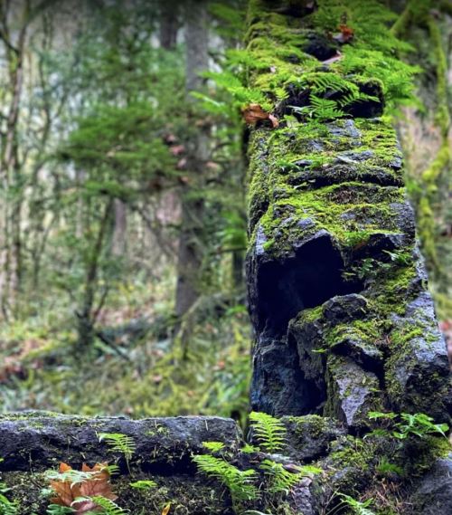 A moss-covered rock formation surrounded by lush greenery in a forest setting.