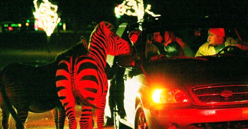 Two zebras approach a car at night, with festive lights glowing in the background and people inside the vehicle.