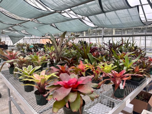 A greenhouse filled with various colorful bromeliad plants arranged on tables under a shaded canopy.
