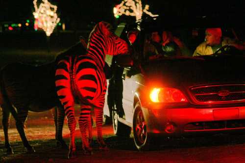 A zebra approaches a car with people inside, illuminated by red lights and surrounded by festive decorations at night.