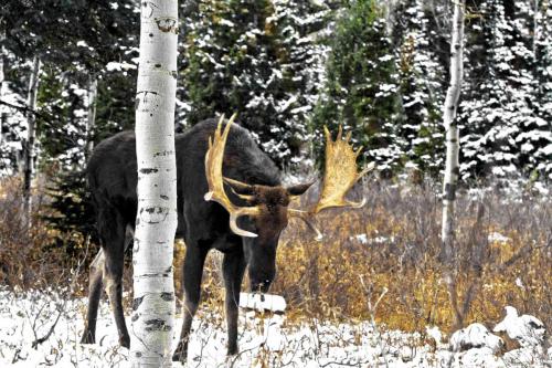 A moose stands in a snowy forest, surrounded by trees and underbrush, with its large antlers prominently displayed.